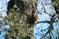 Bearded Woodpecker (Thripias namaquus) - Pic barbu, S. Africa (saf-bir-0381)
