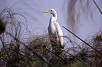 Great white Egret (Egretta alba) - Grande Aigrette, Botswana (SAF-BIR-0093)