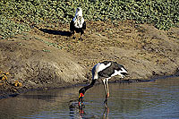 Saddlebilled Stork and African Fish eagle - Jabiru d'Afrique et aigle pêcheur (SAF-BIR-0124)