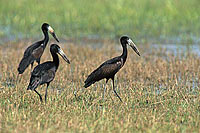 Openbilled Stork (Anastomus lamelligerus) - Bec-ouvert africain, Botswana (saf-bir-0223)