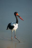 Saddlebilled Stork (Ephippiorynchus senegalensis) - Jabiru d'Afrique (saf-bir-0558)