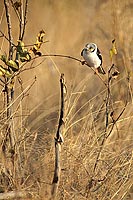 White Helmet Shrike (Prionops plumatus), Afrique du Sud - Bagadais casqué (saf-bir-0499)