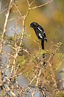 Longtailed Shrike (Corvinella melanoleuca), S. Africa - Corvinelle pie (saf-bir-0566)