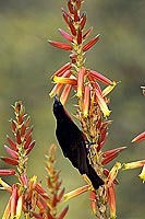 Scarletchested Sunbird (Nectarinia senegalensis) - Souimanga à poitrine rouge, Af. du sud (SAF-BIR-0133)