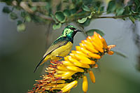 Collared Sunbird (Anthreptes collaris) - Souimanga à collier, Afrique du Sud (saf-bir-0376)