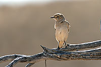 Traquet, desert du Kalahari (saf-bir-0324)