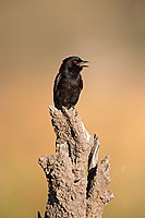 Forktailed Drongo (Dicrurus adsimilis) - Drongo brillant, Afrique du Sud (saf-bir-0491)