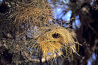 Weaver's nests, South Africa - Nids de Tisserin, Afrique du Sud (SAF-BIR-0102)