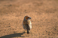 Great Sparrow (Passer motitensis) - Grand Moineau, Afrique du Sud (saf-bir-0266)