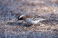 Whitebrowed Sparrow-Weaver (Plocepasser mahali) - Mahali à sourcil blanc (saf-bir-0268)
