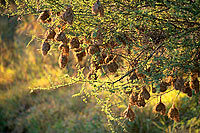 Weaver's nests, South Africa - Nids de Tisserin, Afrique du Sud (saf-bir-0434)