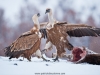 vulture_griffon_0351